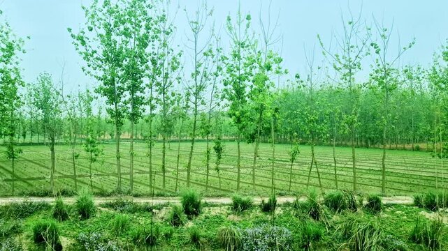 Rows of slender green trees line background behind alternating patches of cultivated green land and golden harvested fields, viewed from a moving train through rural India.