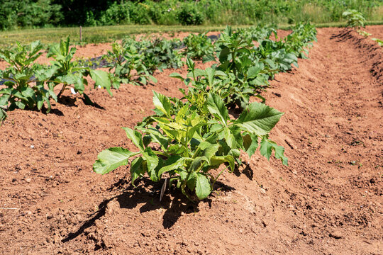 Young dahlia plants planted in rows on a flower farm.