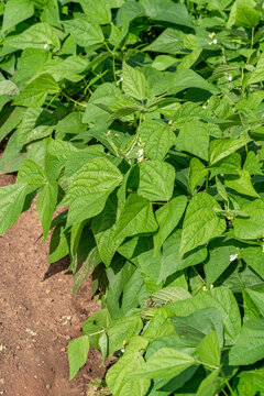 Young lush bean plants in the home garden.