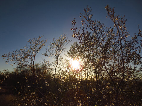 Delicate Desert Bush with Sun Setting