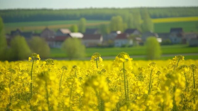 Rapsfeld