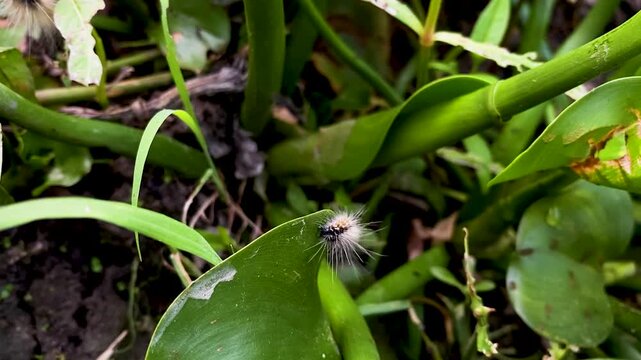 Spiky Hairy Caterpillar Exploring Green Leaves in a Lush Garden Macro View