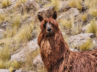 Fototapeta premium Breeding process of brown Suri alpacas for wool production