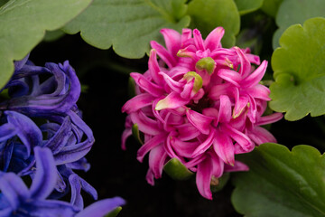 Fototapeta premium Macro close-up of pink hyacinth flower blooming in the garden with purple background