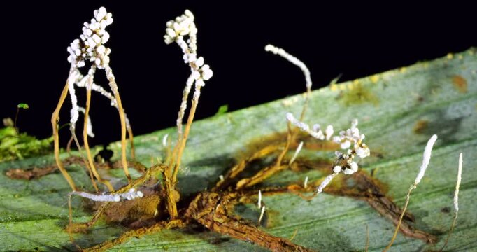 A Cordyceps fungus parasitizing a spider with long fruiting bodies,. The fungus alters the behaviour of its host so it dies in a high place optimum for spore dispersal. In Napo province, Ecuador