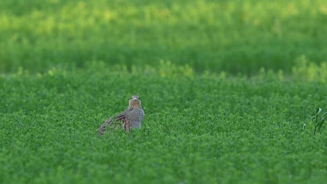 Grey partridge (Perdix perdix) walking and foraging in a natural field habitat. Wildlife footage capturing calm behavior of a ground-dwelling bird in the wild, highlighting its natural movements and e