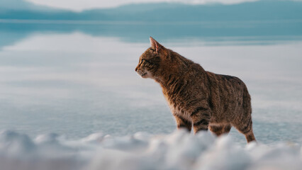 Brown cat on a white pebble beach, tabby feline by a lake