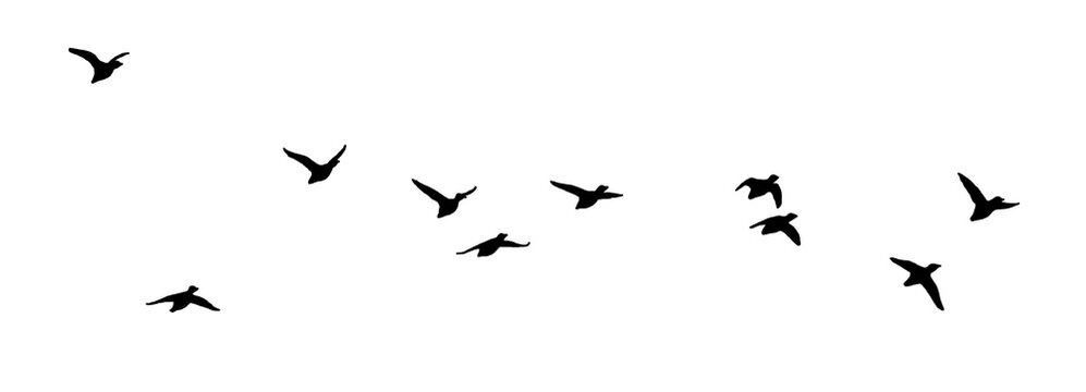 flock of birds isolated on transparent background