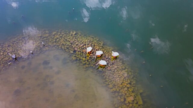 American White Pelicans resting on rocky shallows in Colorado &mdash; cinematic aerial drone orbit descending counterclockwise over wildlife in clear teal water