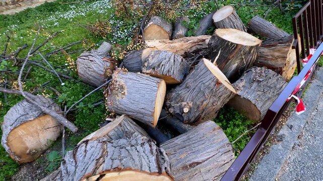 Cut tree logs with branches piled on grass near metal fence