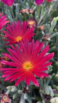 Malephora crocea or Coppery mesemb, red ice plant flowers close up, 4K vertical video.