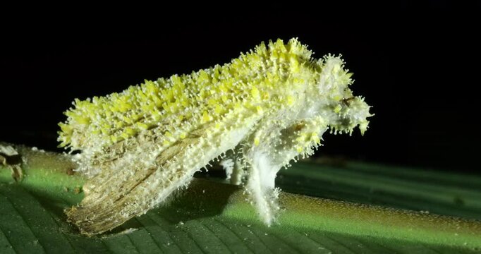 Cordyceps fungus parasitizing a moth. The fungus alters the behaviour of its host so it dies in a high place optimum for spore dispersal in order to infect more hosts.. In Napo province, Ecuador