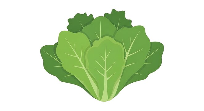 Fresh green leaf lettuce icon isolated on white background vector illustration