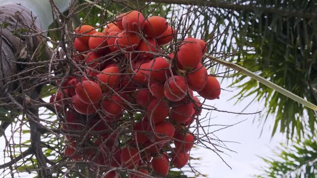Cluster of ripe areca palm fruits growing on tropical tree in Phuket, Thailand. Bright orange betel nuts hanging among branches and palm leaves. Exotic plant, agriculture and tropical nature concept