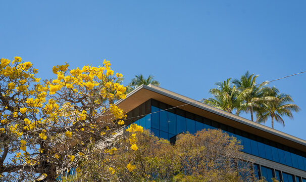 Modern building with yellow flowering tree and palm trees under blue sky