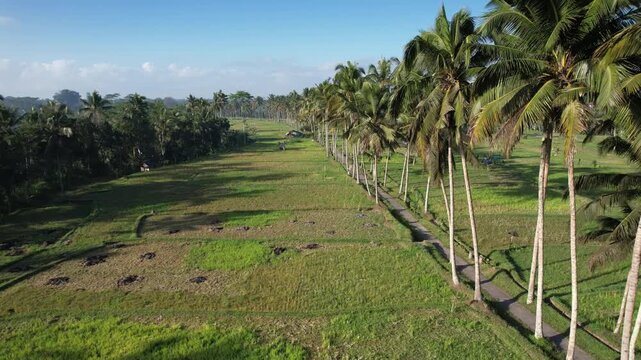 Typical landscape of central Bali, aerial shot of harvested rice paddies surrounded by lush tropical greenery, palm lined central path seen at right side. Beautiful sun light at morning time