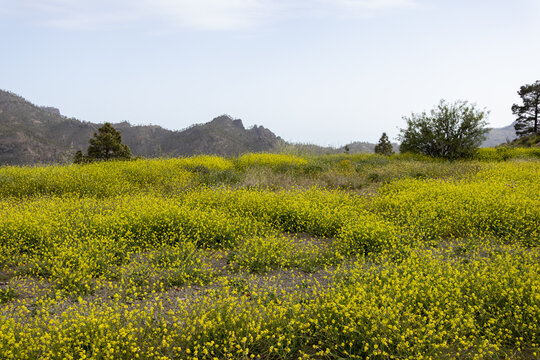 green field and yellow flowers