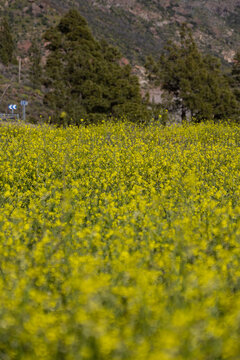 field of yellow flowers
