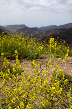 yellow flowers in the mountains