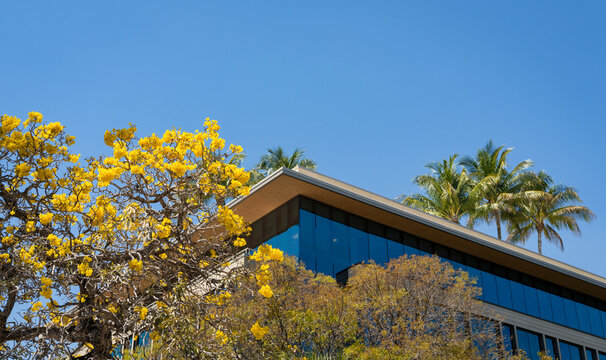 Modern tropical building with yellow flowering tree and palm trees against blue sky
