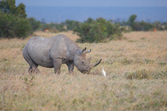 Southern white rhino, Ceratotherium simum simum, in the landscape of Ol Pejeta Conservancy in Kenya.