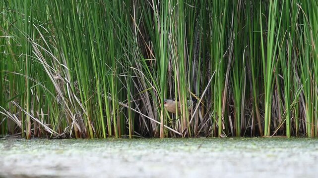 Little Bittern (Ixobrychus minutus) Camouflaged in Reed Bed by Lake, Slow Motion Wildlife.