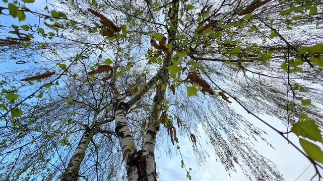 Soft spring breeze through birch branches and catkins