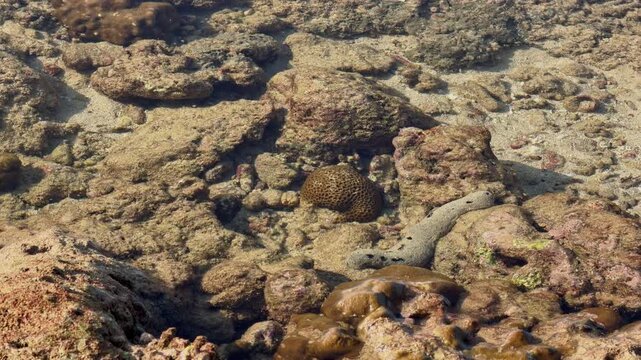 underwater life at low tide, various corals, crabs on rocks and underwater, fish and other marine life, sea cucumber, sea tentacles
