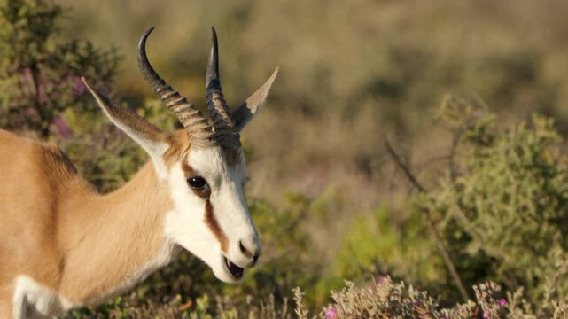 Slow Motion of Springbok Walking Across Open African Savanna, National Animal of South Africa Wildlife Movement