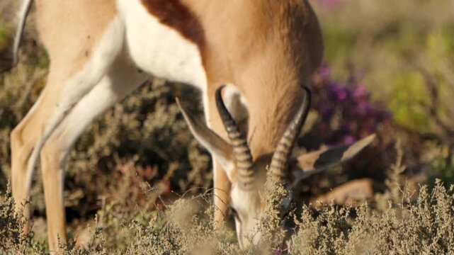 Slow Motion of Springbok Walking Across Open African Savanna, National Animal of South Africa Wildlife Movement