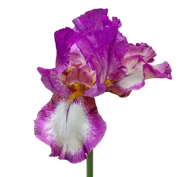 Purple Iris flower isolated on transparent background with clipping path. Idea for postcards, greetings, invitations, posters, Birthday decoration.