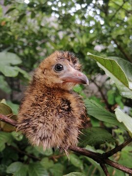 Polluelo de guacharaca en la naturaleza 