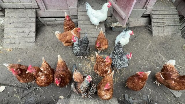 Flock of chickens eating grain in a poultry farm