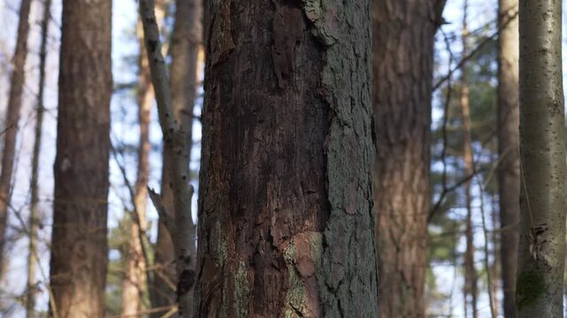 Close view of weathered pine bark texture in a quiet forest setting