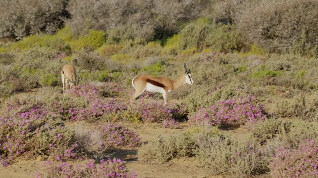 Slow Motion of Springbok Walking Across Open African Savanna, National Animal of South Africa Wildlife Movement