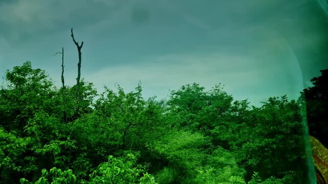 View from a moving train in India showing dense green vegetation with a lone barren tree rising above foliage under an overcast, moody sky.