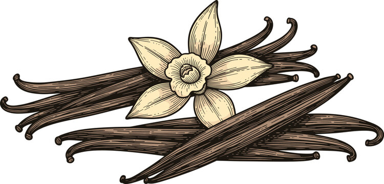 A detailed illustration of vanilla beans and a flower on transparent background