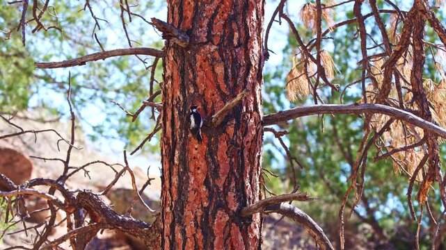 Close up view of hairy woodpecker pecking and foraging on pine tree bark