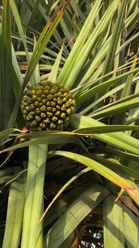 Pandanus utilis exotic tropical Screwpine fruit growing on a Pandan palm tree in the park of Tenerife,Canary Islands,Spain,4K vertical video.