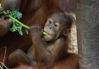 Sumatran orangutan © Hana