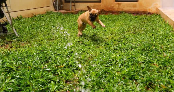 Amusing Frenchie pup engages in playful antics with water from irrigation sprinkler on green grass of small backyard. Young dog makes funny movements, jumps, and playfully attacks water jet