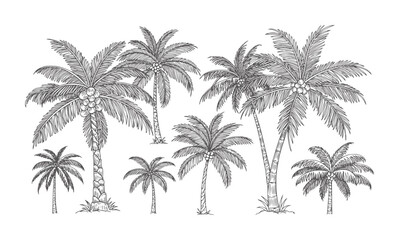 Obraz premium Collection of hand drawn palm trees with coconuts white tropical nature