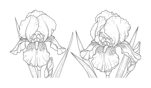 Two black and white line of iris flowers with leaves