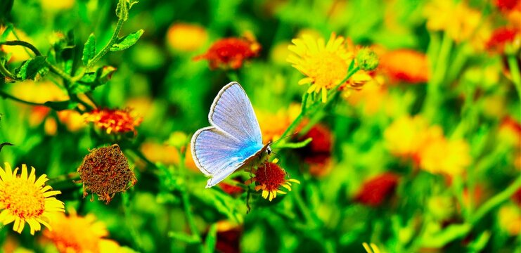 Blue butterfly with open wings in the colorful meadow full of yellow flowers insects background
