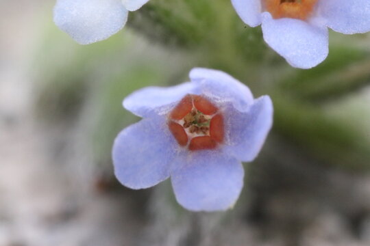 This is my journey with macro photography. I love plants, bugs, creepy crawly things and pretty much anything very close up. 