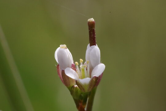 This is my journey with macro photography. I love plants, bugs, creepy crawly things and pretty much anything very close up. 