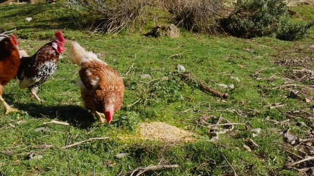 A farm hen (Gallus gallus domesticus) is eating corn and ground feed from the ground when three other hens and a rooster appear and they end up eating together in the garden outside a farm