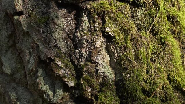 Moss covered old birch bark in close up with slow zoom in motion