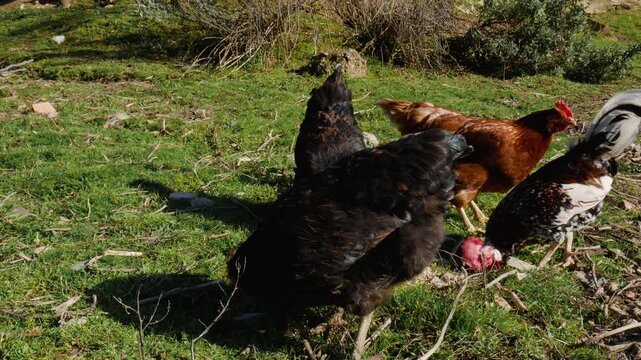 A group of chickens (Gallus gallus domesticus) and a rooster are eating corn and ground feed from the ground when suddenly one chicken chases another out of the group
