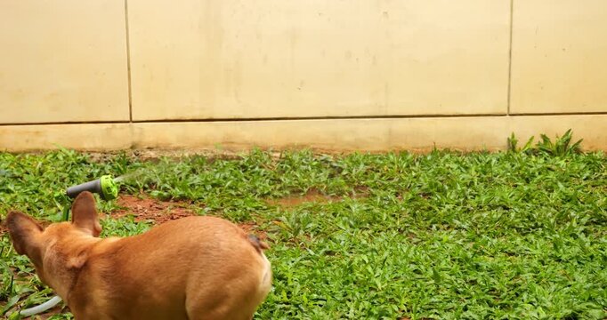 Playful Frenchie puppy, with relentless spirit, jumps and tries to attack water spray, catching it with its mouth in slow-motion shot. Very young dog plays with hand sprinkler in backyard